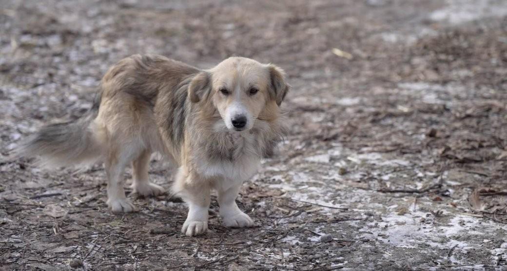 Зображення посту: Пенсіонерка з Донеччини евакуювалась із понад 40 тваринами