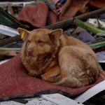 Зображення посту: У Краматорську після удару РФ поранені 8 людей, серед них —  5-річний та 14 річний хлопчики