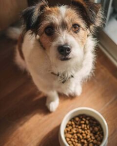 Small dog refusing to eat new dry kibble, sitting beside a full food bowl and looking up with low interest.