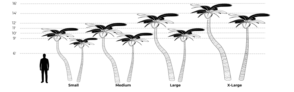 Different sizes of designer palm trees for landscaping and outdoor design projects.