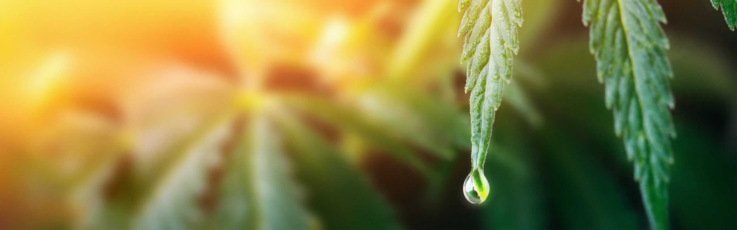 The Benefits of Botanical Extract