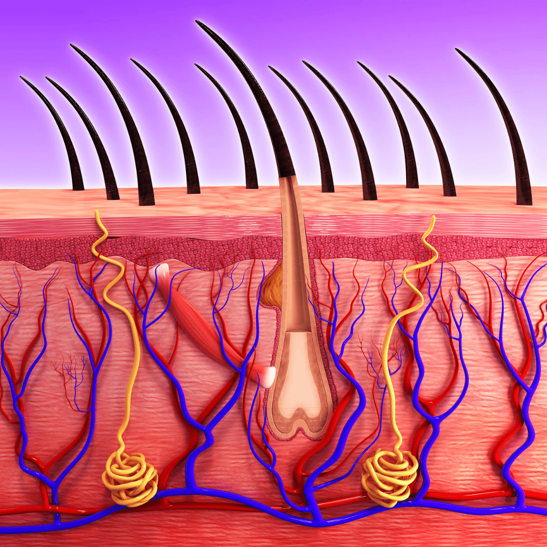 Desenho mostrando como o DHT Blocker age para liberar as papilas capilares entupidas e restaurar o crescimento.