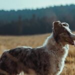 Real dog barking and crying | PataYote