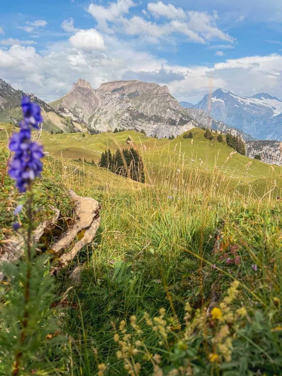 Wildflowers and mountains in Interlaken in the Swiss alps