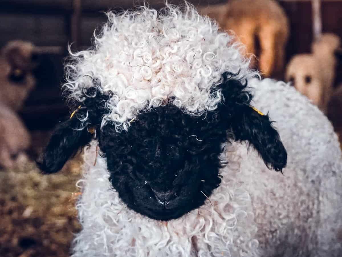 Black nose Swiss sheep.
