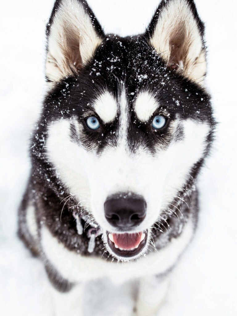 A husky up close, in winter.