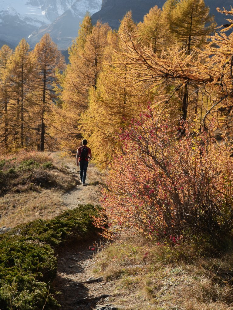 Golden Larch trees in Zermatt in Autumn.