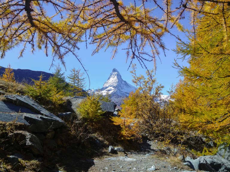 Golden branches framing the Matterhorn in Autumn.