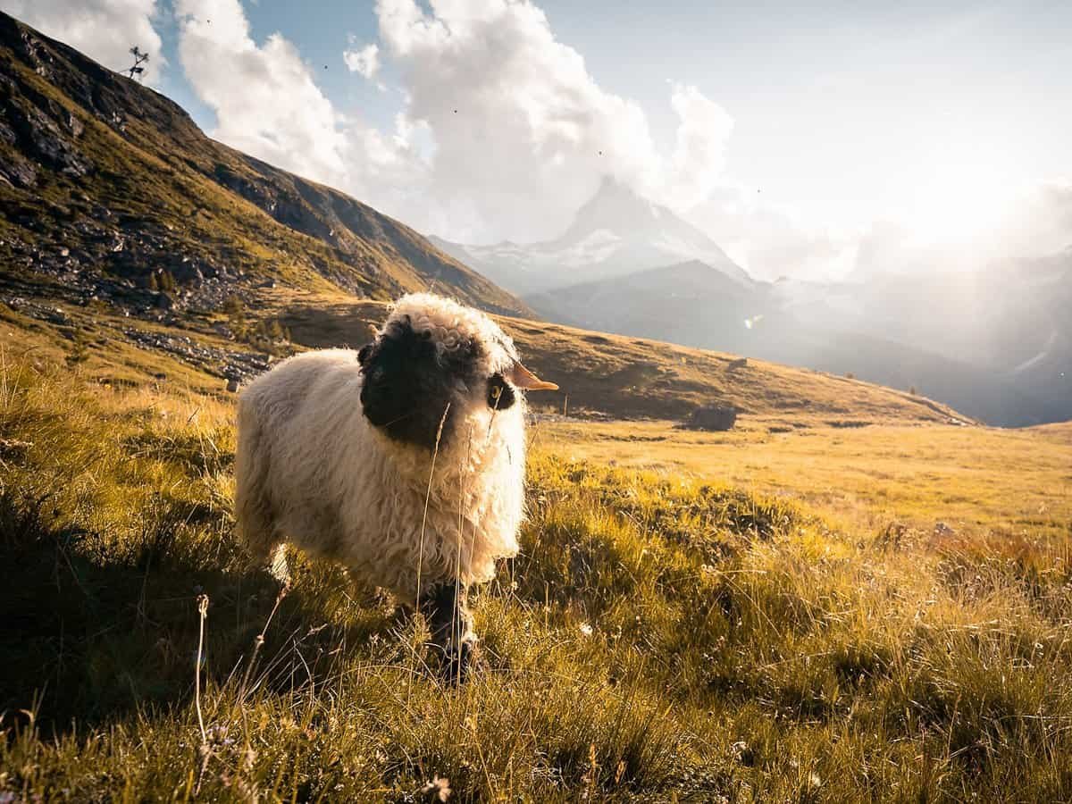 Black nose sheep in the fields of the Swiss Alps.