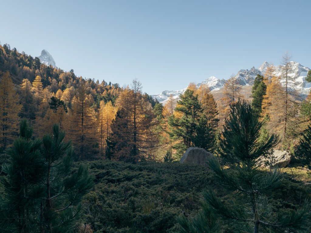 Green and golden trees in the Swiss Alps.