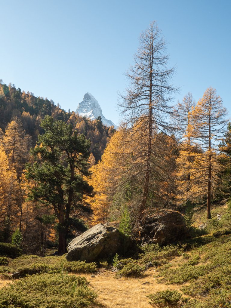 Golden autumn foliage with the Matterhorn poking above the trees.