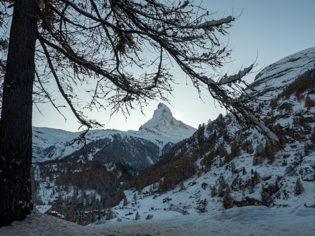Snow covered tree and mountains in Zermatt.