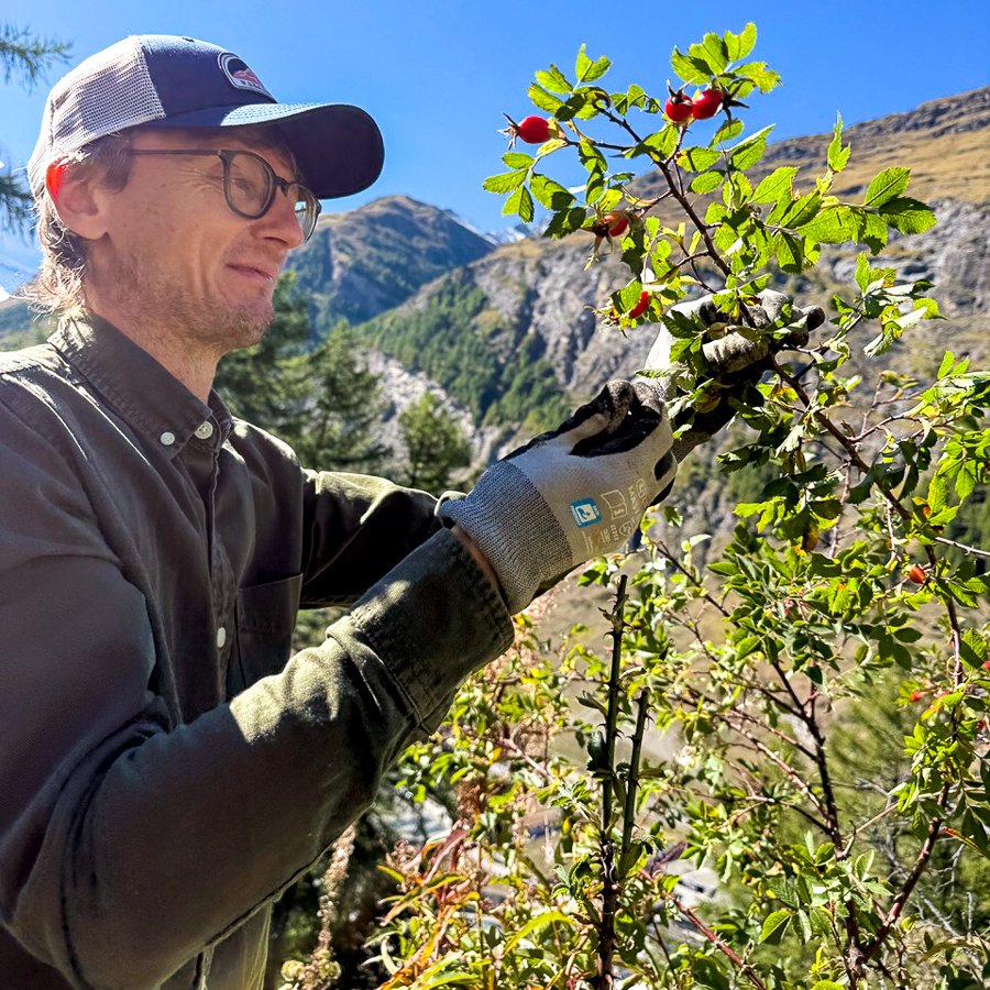 Andreas Alm, owner of Brasserie Uno, Zermatt, foraging.