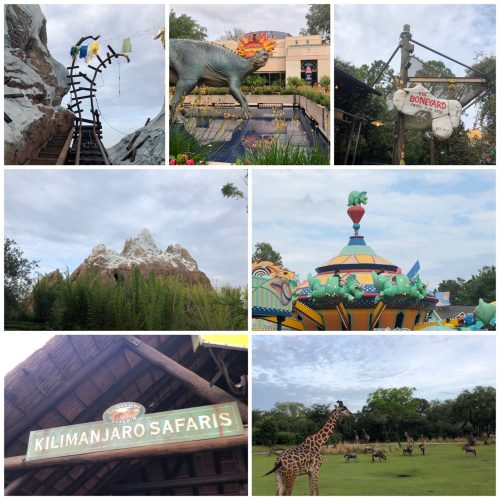 Top 5 Reasons Why You Shouldn't Skip Disney's Animal Kingdom 5