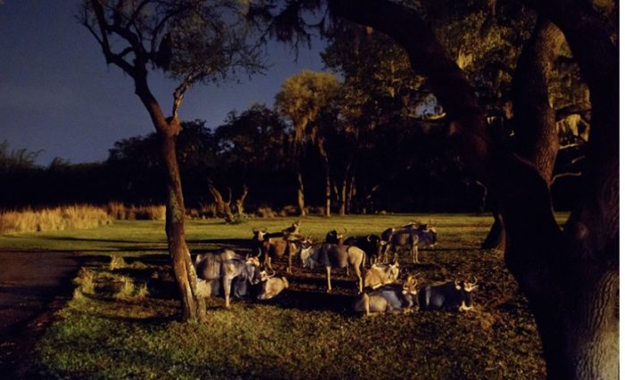 Summer Nights Come Alive at Disney’s Animal Kingdom Park
