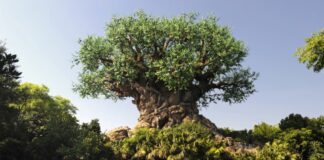animal kingdom