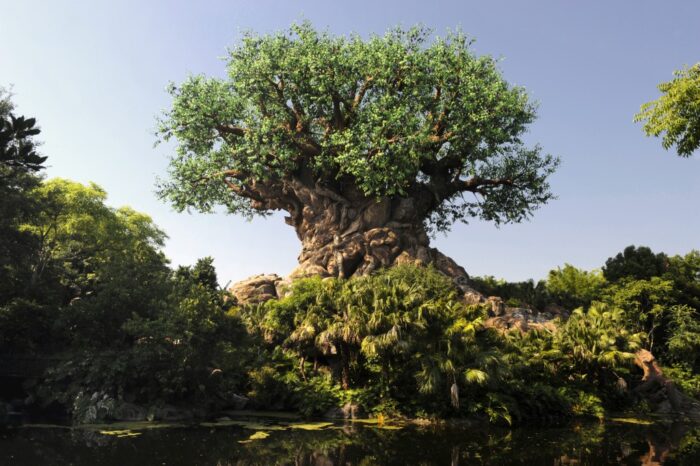 6 Best Restaurants for Dinner at Disney's Animal Kingdom 1