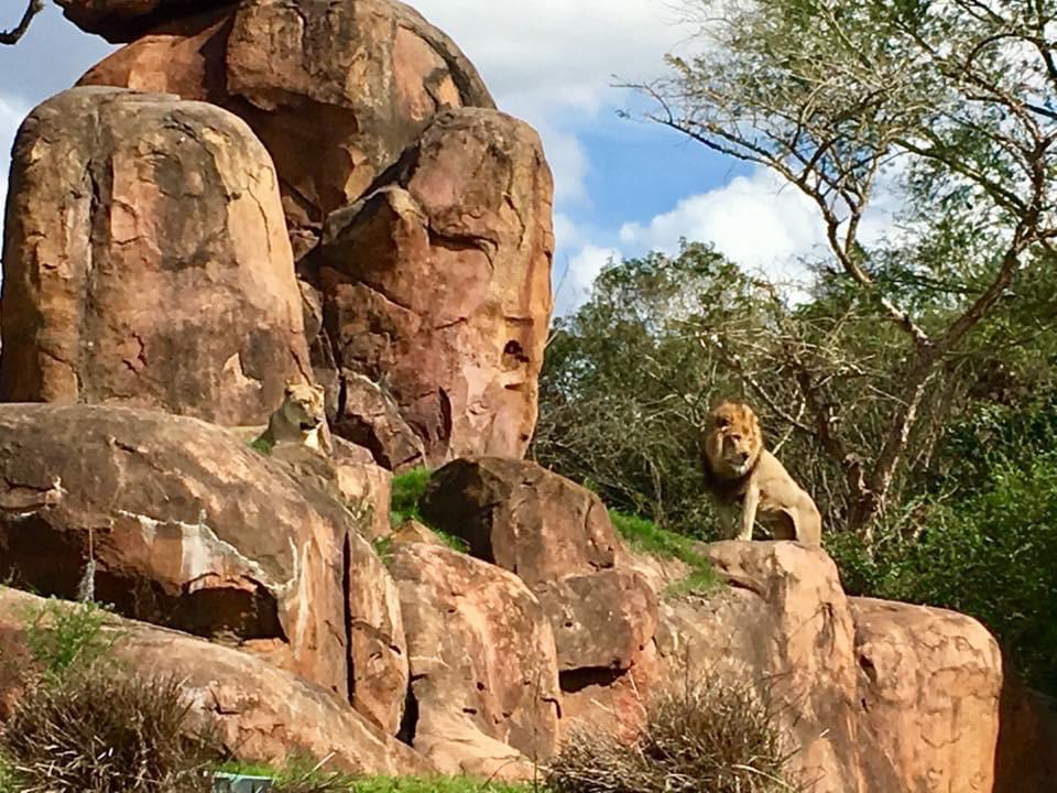 Celebrating Earth Day and the Anniversary of Kilimanjaro Safaris 1 Celebrating Earth Day and the Anniversary of Kilimanjaro Safaris 1
