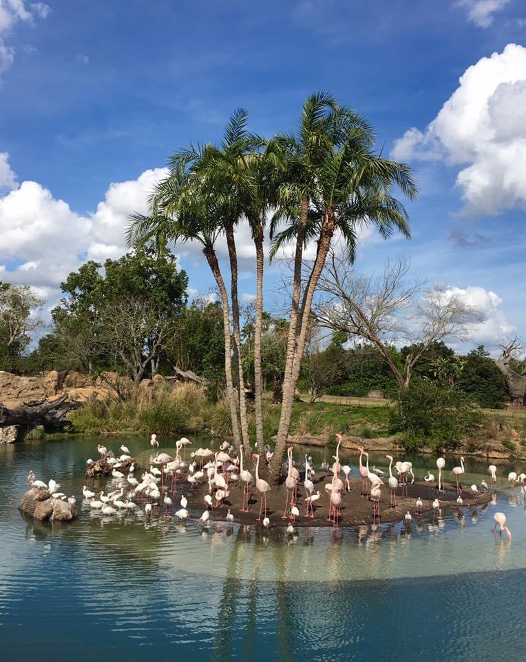 Celebrating Earth Day and the Anniversary of Kilimanjaro Safaris 4 Celebrating Earth Day and the Anniversary of Kilimanjaro Safaris 4