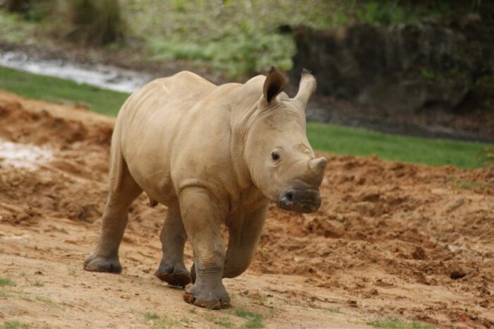 Disney Launches A New Site To Keep Up With The Animals At Disney World 1 disney world animals
