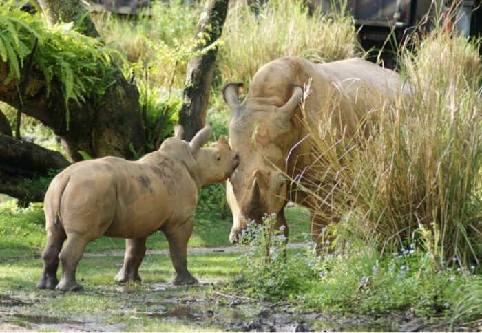 Disney Launches A New Site To Keep Up With The Animals At Disney World 2 disney world animals