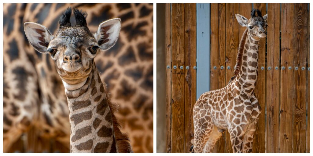Disney's Animal Kingdom Welcomes New Baby Giraffe 1 Disney's Animal Kingdom Welcomes New Baby Giraffe 1