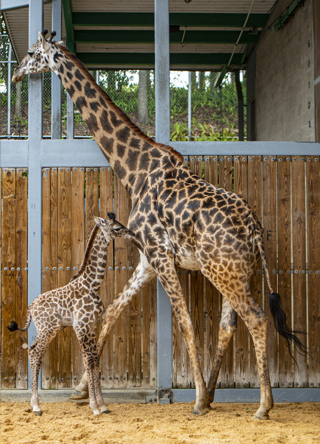 Disney's Animal Kingdom Welcomes New Baby Giraffe 2 Disney's Animal Kingdom Welcomes New Baby Giraffe 2