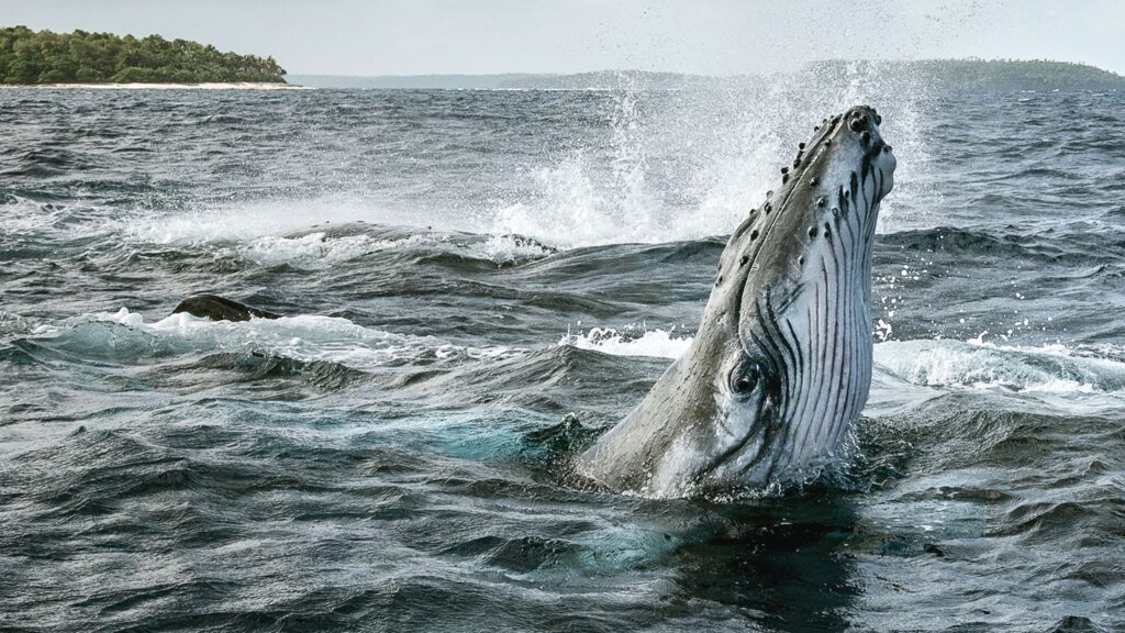 5 Stunning Nature Documentary Series on Disney+ 1 5 Stunning Nature Documentary Series on Disney+ 1
