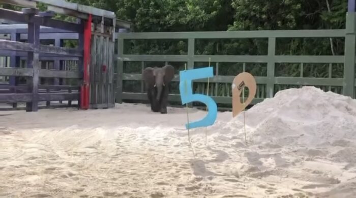 Disney Animals Celebrate The 50th Anniversary Of Walt Disney World! 2 Disney animals
