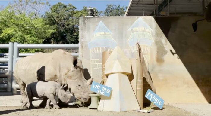 Disney Animals Celebrate The 50th Anniversary Of Walt Disney World! 1 Disney animals