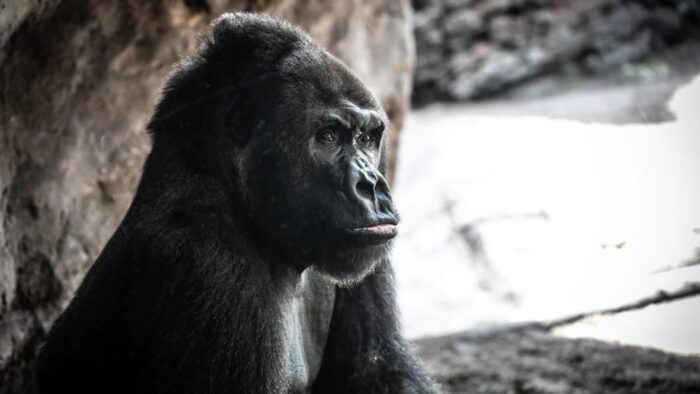 A Look Inside Disney's Silverback Gorilla Gino's Amazing Legacy! 1 Disney silverback gorilla gino