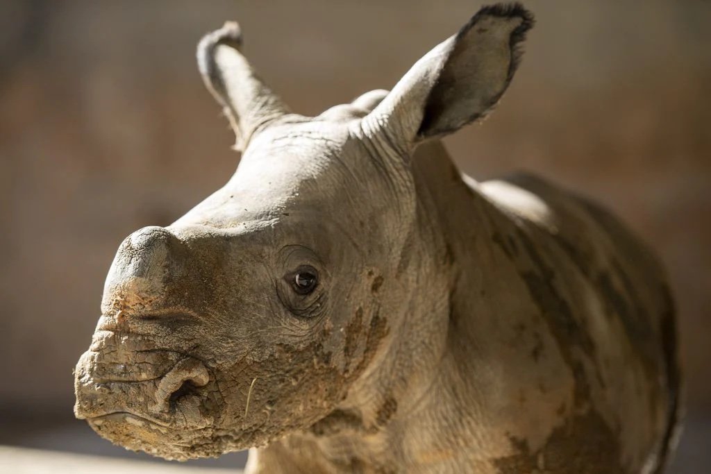 Mylo Joins Big Brother Ranger On The Kilimanjaro Safaris! 3 white rhino