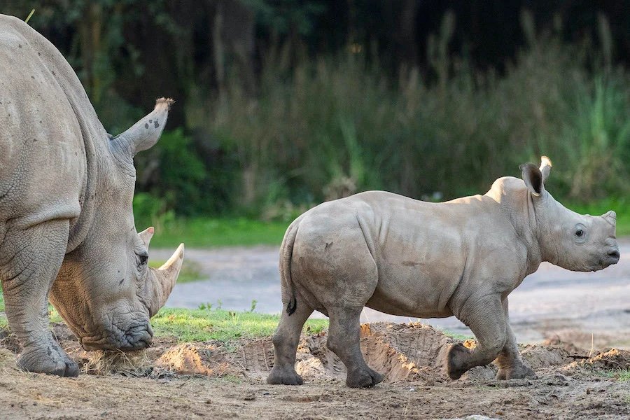 Mylo Joins Big Brother Ranger On The Kilimanjaro Safaris! 4 white rhino animal kingdom