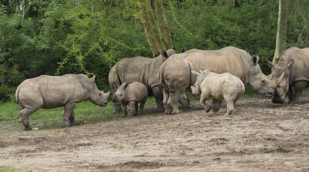 3 Rhino Siblings Meet At Kilimanjaro Safaris For The First Time! 3 rhino