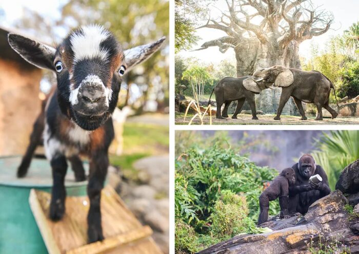 Celebrate Our Planet With These PhotoPass Offerings At Animal Kingdom! 6 Animal Kingdom