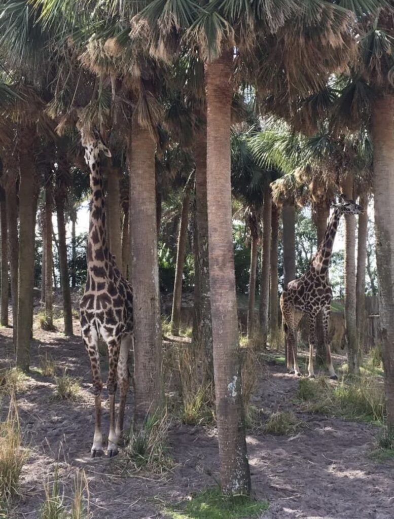 What Makes Kilmanjaro Safaris a Fan-Favorite Attraction 1 What Makes Kilmanjaro Safaris a Fan-Favorite Attraction 1