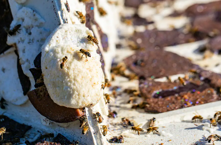 bees