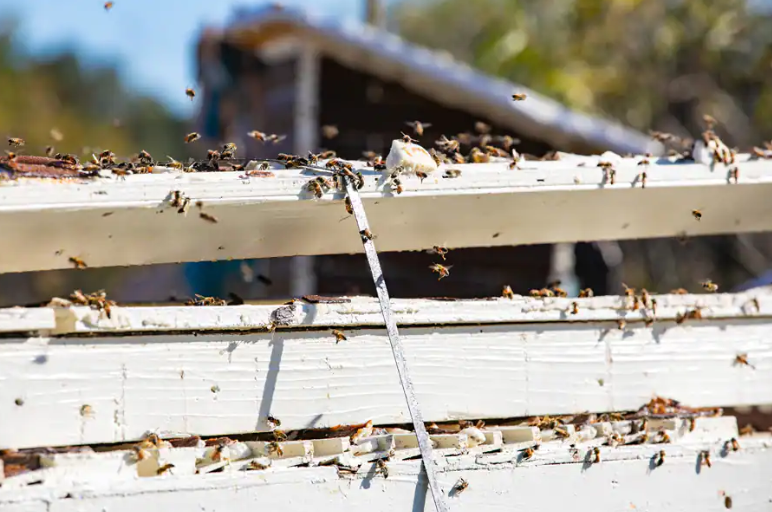 honey bees
