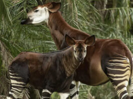 Beni The Okapi
