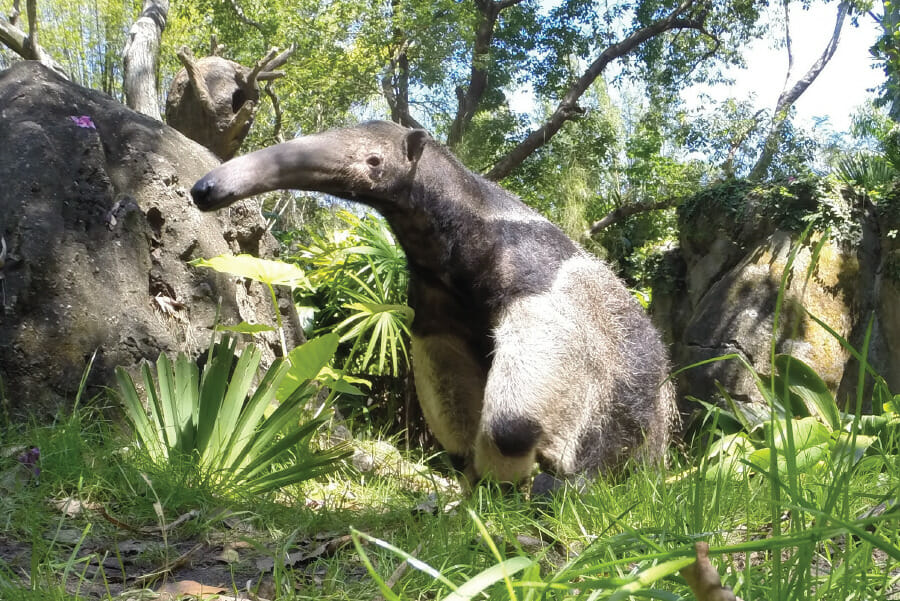 5 Secret Animals at Disney World's Animal Kingdom 4 aardvark