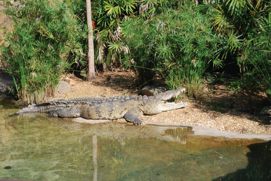 5 Secret Animals at Disney World's Animal Kingdom 2 gator