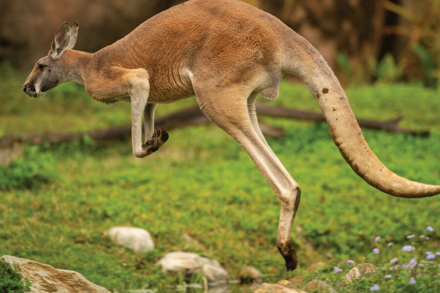 5 Secret Animals at Disney World's Animal Kingdom 1 kangaroo