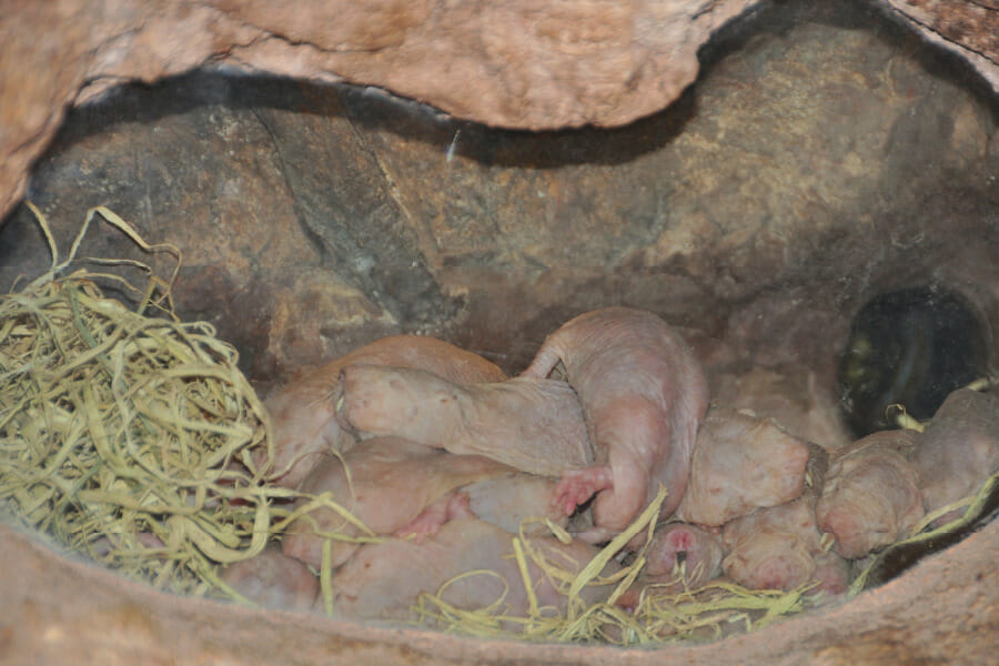 5 Secret Animals at Disney World's Animal Kingdom 3 mole rat