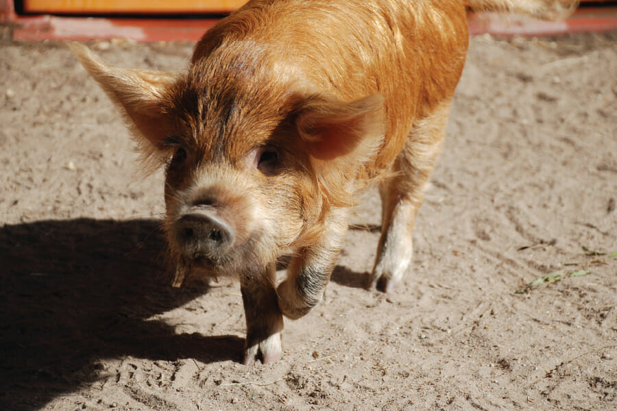 5 Secret Animals at Disney World's Animal Kingdom 5 pig