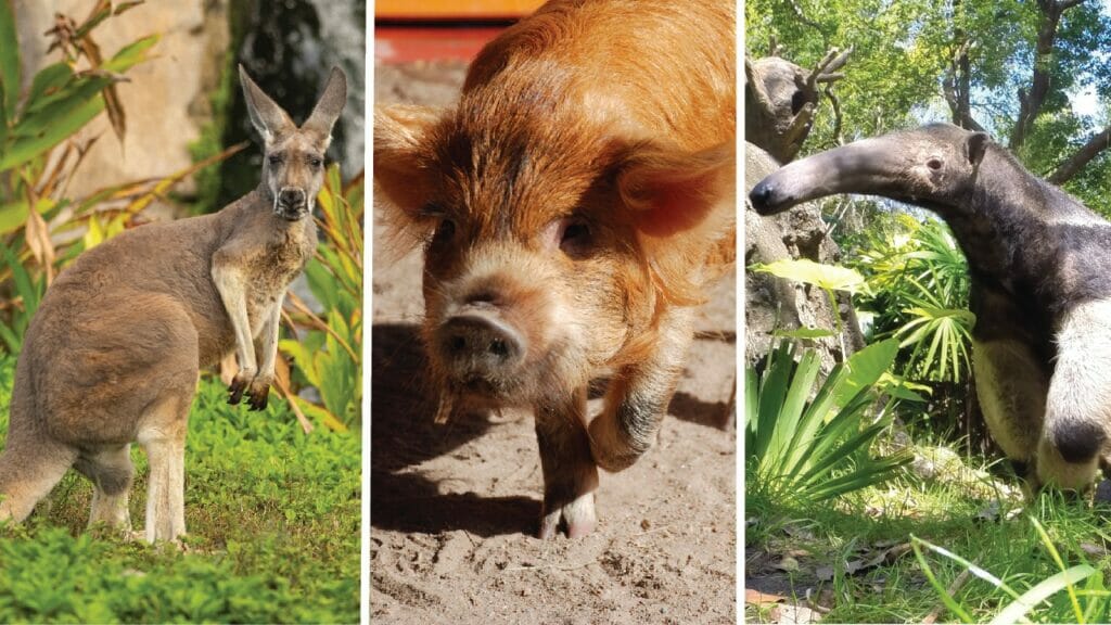 Secret Animals secret animals