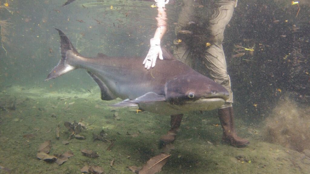 5 Secret Animals at Disney World's Animal Kingdom 6 shark