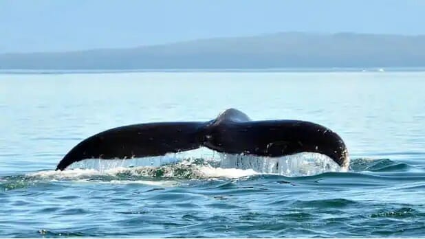 Disney Cruise Line Summer Alaska Sailings 2 IMG 4791