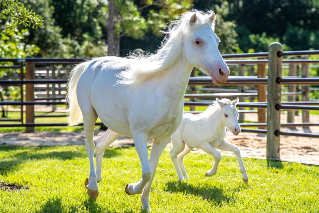 Baby Animals Born at Walt Disney World in 2023 1 Cinderella Pony Pixie and Mom Lady2