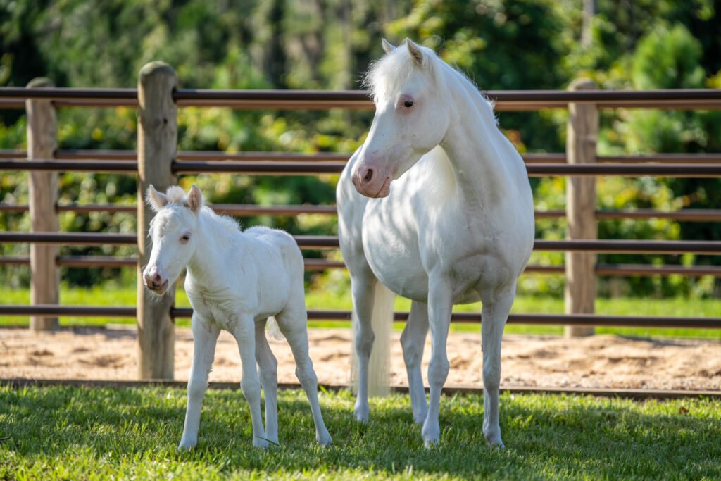 Baby Animals Born at Walt Disney World in 2023 5 Cinderella Pony Pixie and Mom Lady4