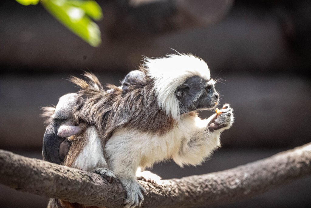 Baby Animals Born at Walt Disney World in 2023 3 Cotton Top Tamarins